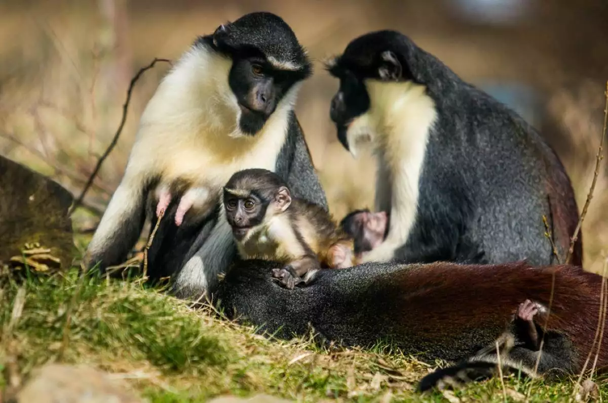 Den pro zoologické zahrady - 1.5. 2018