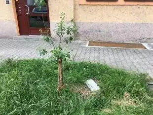 Slavnostní odhalení pamětní desky a stromu slívy - 14.6. 2019