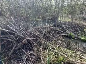 Bobři se blíží po proudu Lesního potoka k Pilíkům