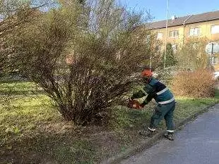 (FOTO) Na Šídlovci probíhá odstraňování starých keřů, jejich omlazování