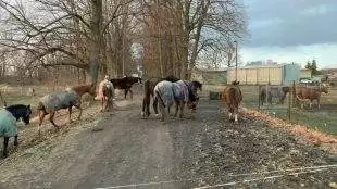 (VIDEO) Farma na Rozvodí je místem v Hrabové, kde koně dávají kolemjdoucím dobrou noc