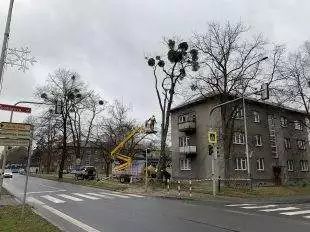 Hrabová: Ostrava se chystá na další fázi boje se jmelím. S první začala už loni na podzim