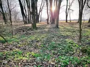 Využijte o víkendu krásného počasí a vyrazte na medvědí česnek