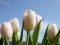 Květinářství Kvítko bude otevřeno i na Den matek v neděli 12.5. 2024
