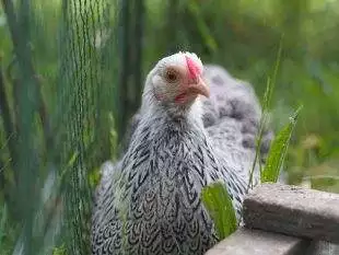 (FOTO) Na Sokole byla opět výstava drobného zvířectva